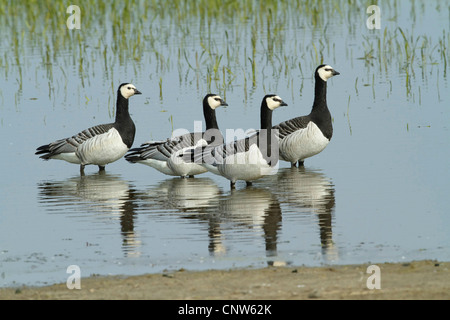 Weißwangengans (Branta Leucopsis), vier Vögel stehen im seichten Wasser am Ufer eines Sees, Deutschland Stockfoto