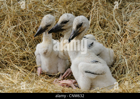 Weißstorch (Ciconia Ciconia), drei Vögel in einem Nest, Frankreich, Alsace Stockfoto