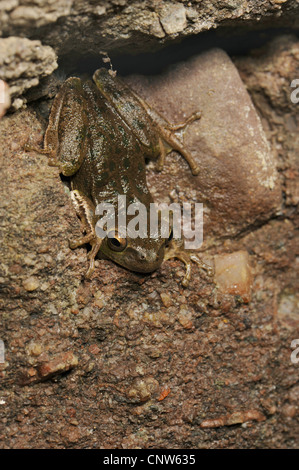 Sardische Laubfrosch, Tyrrhenische Laubfrosch (Hyla Sarda), auf nassen Felsen, Italien, Sardinien Stockfoto