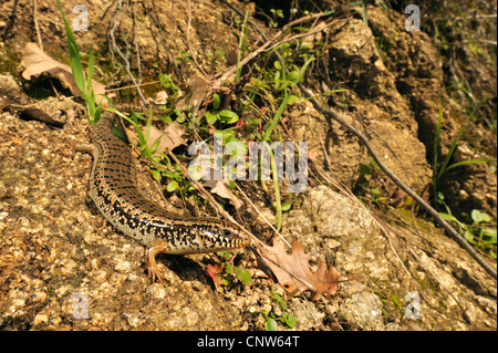 ocellated Skink (Chalcides Ocellatus, Chalcides Ocellatus Tiligugu), auf Stein, Italien, Sardinien Stockfoto