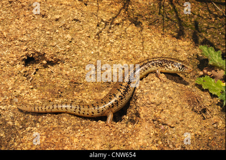 ocellated Skink (Chalcides Ocellatus, Chalcides Ocellatus Tiligugu), auf Stein, Italien, Sardinien Stockfoto