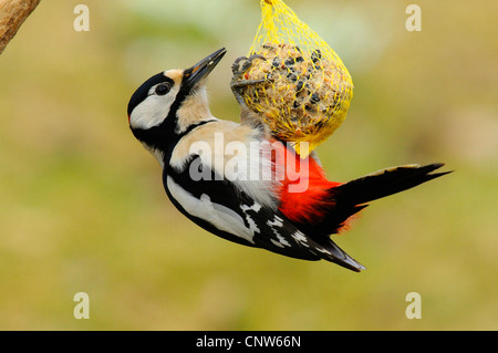 Buntspecht (Picoides major, Dendrocopos großen), Männlich, hängen auf einem dicken Ball, Deutschland, Baden-Württemberg Stockfoto