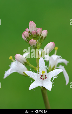 Fieberklee Bitterklee (Menyanthes Trifoliata), Blütenstand Stockfoto