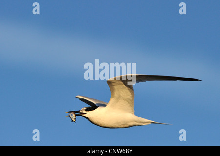 Brandseeschwalbe (Sterna Sandvicensis, Thalasseus Sandvicensis), fliegende Vogel mit ein wenig Fisch in seine Rechnung, Niederlande Stockfoto