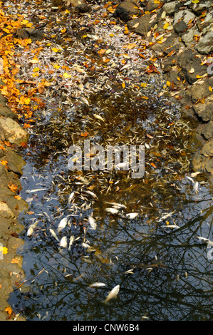 Fisch Absterben in einem See, Westhausen-Lippach, NSG Stockmuehlstausee, Baden-Württemberg, Deutschland Stockfoto