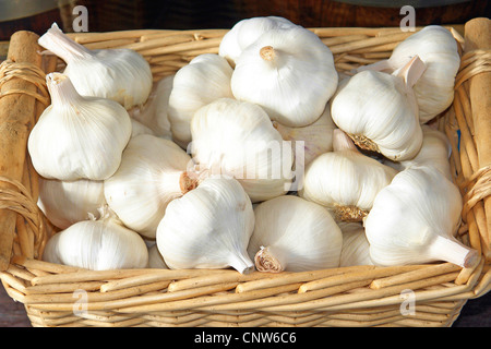 Elefant-Knoblauch (Allium Ampeloprasum), wilder Lauch, Knoblauch Zwiebeln Stockfoto