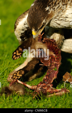 Habichtsadler (Hieraaetus Fasciatus), Fütterung auf Beute Steinmarder, Spanien Stockfoto