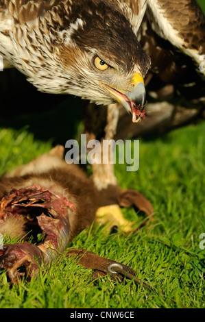 Habichtsadler (Hieraaetus Fasciatus), Fütterung auf Beute Steinmarder, Spanien Stockfoto