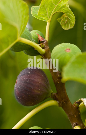essbare Feigen, gemeinsame Feigen (Ficus Carica), reife Frucht, unreife Früchte und Blätter, Spanien, Balearen, Mallorca Stockfoto