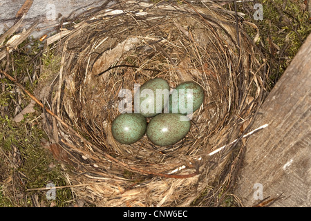 Amsel (Turdus Merula), nest mit Eiern, Deutschland Stockfoto