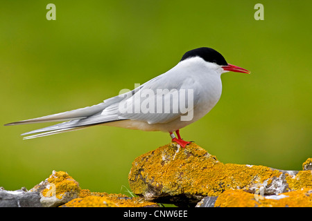 Küstenseeschwalbe (Sterna Paradisaea), sitzt auf einem Stein mit orangefarbenen Flechten, Großbritannien, Schottland Stockfoto