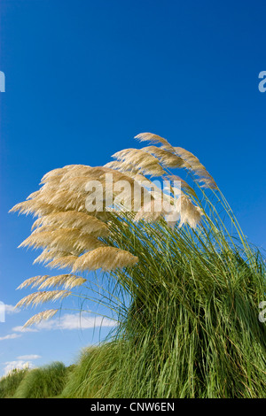 Kleines Pampasgras (Cortaderia Selloana), Blüte Stockfoto