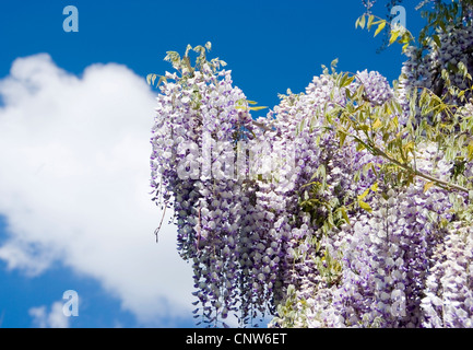 Chinesischer Blauregen (Wisteria Sinensis), blühen Stockfoto