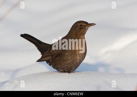 Amsel (Turdus Merula), weibliche im Schnee, Deutschland Stockfoto