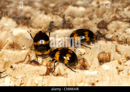 Diaperis Boleti (Diaperis Boleti), auf die Poren eine Halterung Pilze, Deutschland Stockfoto