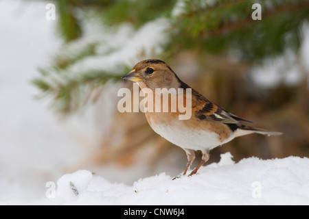 Bergfink (Fringilla Montifringilla), weibliche sitzen im Schnee, Deutschland Stockfoto