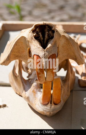 Eurasische Biber, europäische Biber (Castor Fiber), Schädel mit starken Zähnen Stockfoto