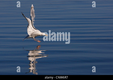 Silbermöwe (Larus Argentatus), Jagd, Norwegen, Tröndelag, Flatanger Lauvsnes Stockfoto