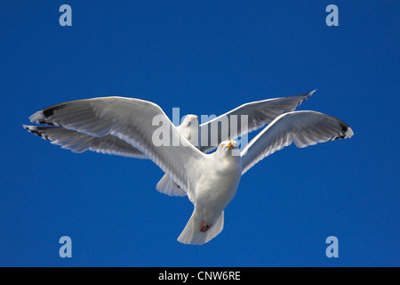 Silbermöwe (Larus Argentatus), zwei Individuen im Flug, Norwegen, Tröndelag, Flatanger Lauvsnes Stockfoto