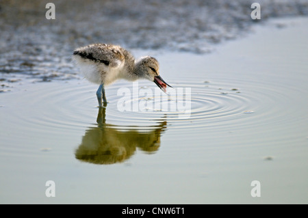 Trauerschnäpper Säbelschnäbler (Recurvirostra Avosetta), Küken auf das Futter mit Beute, Niederlande, Texel Stockfoto