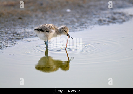 Trauerschnäpper Säbelschnäbler (Recurvirostra Avosetta), Küken auf das Futter mit Beute, Niederlande, Texel Stockfoto