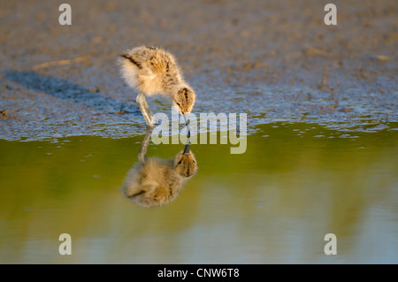 Trauerschnäpper Säbelschnäbler (Recurvirostra Avosetta), Küken auf das Futter mit Spiegelbild, Niederlande, Texel Stockfoto