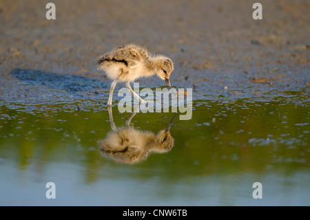 Trauerschnäpper Säbelschnäbler (Recurvirostra Avosetta), Küken auf das Futter mit Spiegelbild, Niederlande, Texel Stockfoto