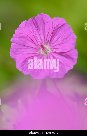 blutige Storchschnabel, Blutroter Storchschnabel (Geranium Sanguineum), Blumen, Tiefenschärfe, Deutschland, Nordrhein-Westfalen Stockfoto