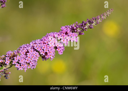 Orange Auge Schmetterlingsstrauch, violett Schmetterlingsstrauch (Buddleja Davidii, Sommerflieder Davidii), Blütenstand, Deutschland, Nordrhein-Westfalen Stockfoto