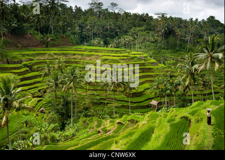 Im Bereich Tegallalang des zentral-Bali befinden sich einige der spektakulärsten und dramatische Reisterrassen auf Bali, Indonesien. Stockfoto