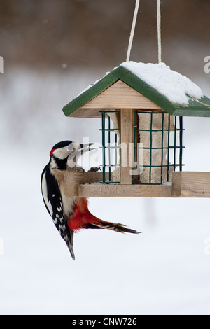 Buntspecht (Picoides major, Dendrocopos großen), Männchen auf einem Futterhauses, Deutschland Stockfoto