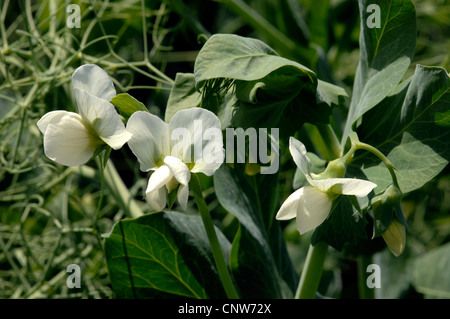 Garten-Erbse (Pisum Sativum SSP. Sativum), blühen, Deutschland, Bayern Stockfoto