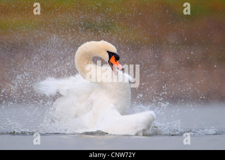 Höckerschwan (Cygnus Olor), Baden am See, Deutschland Stockfoto