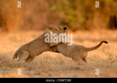 Löwe (Panthera Leo), zwei Welpen kämpfen Stockfoto