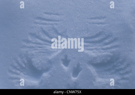 Alpenschneehuhn, Schnee-Huhn (Lagopus Mutus), Spuren im Schnee von einem Start Schnee Huhn, Schweden, Lappland, Muddus NP, Stubba Naturreservat Stockfoto