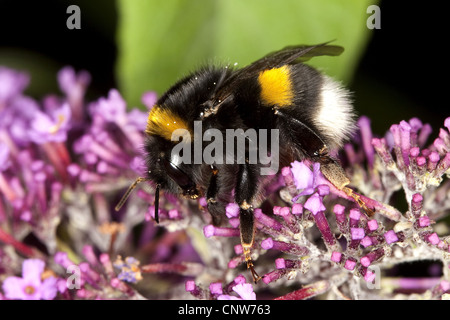Buff-tailed Hummel (Bombus Terrestris), Bestäubung, Deutschland Stockfoto