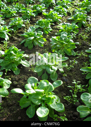 gemeinsamen Cornsalad, Feldsalat, europäischen Cornsalad (Valerianella Locusta), Gemüsebeet in einem Gewächshaus, Deutschland Stockfoto