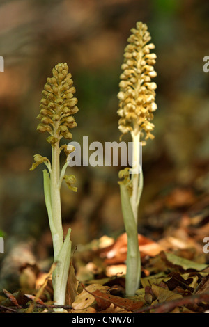 Vogelnest-Orchidee (Neottia Nidus-Avis), zwei blühende Individuen, Deutschland, Baden-Württemberg Stockfoto