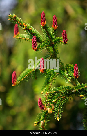 Gemeine Fichte (Picea Abies), Zweig mit blühenden weiblichen Zapfen, Deutschland, Baden-Württemberg Stockfoto