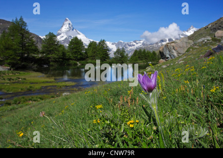 Kuhschelle (Pulsatilla spec.), vor Matterhorn mit See Grindji, Grindjisee, Schweiz, Wallis Stockfoto