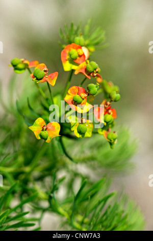 Zypressen-Wolfsmilch (Euphorbia Cyparissias), Blütenstand, Schweiz, Wallis Stockfoto