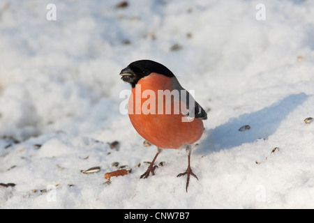 Gimpel, eurasische Gimpel, nördlichen Gimpel (Pyrrhula Pyrrhula), Männchen ernähren sich von Getreide im Schnee, Deutschland Stockfoto