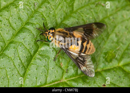 Hirsch-Fly, Breezefly, Brise-Fly, Deerfly, Pferdebremse, Pferdefliege (Chrysops Relictus), sitzt auf einem Blatt, Deutschland Stockfoto