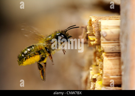 rote Mauerbiene (Osmia Rufa, Osmia Bicornis), fliegen vor seinem Nest, Deutschland, Baden-Württemberg Stockfoto