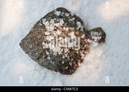 Steinbutt auf Bett aus Steinsalz Stockfoto