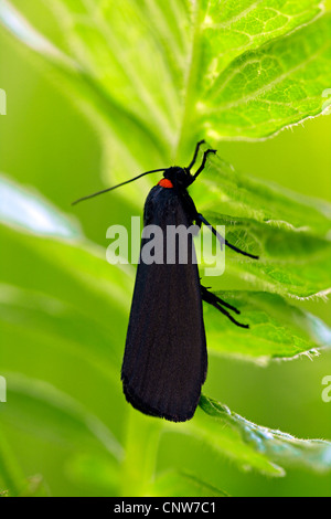 Red-necked Footman (Atolmis Rubricollis), sitzt auf einem Blatt, Deutschland, Baden-Württemberg Stockfoto