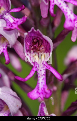 militärische Orchidee (Orchis Militaris), Blume, Deutschland, Baden-Württemberg Stockfoto