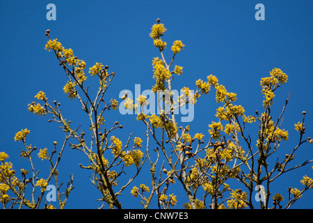 Cornelian Cherry Holz (Cornus Mas), blühende Zweige, Deutschland Stockfoto