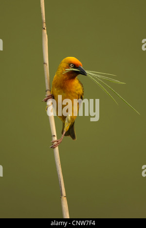 Kap-Weber (Ploceus Capensis), sitzen an einem Grashalm mit Verschachtelung Material im Schnabel, Cathedral Peak, Drakensberge, Kwazulu-Natal, Südafrika Stockfoto