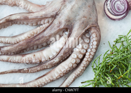 Tintenfisch mit Kräutern auf Bett aus Steinsalz Stockfoto